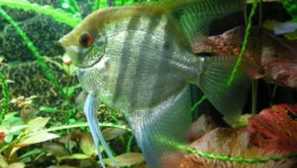 Scalaria: как да се разграничи жена от мъж